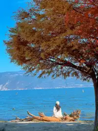 18圖告訴你,現在的大理水杉季究竟有多美……