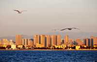 冬日的浪漫|青島棧橋與西伯利亞海鷗的日落之約