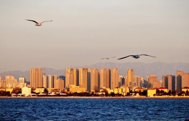 冬日的浪漫|青島棧橋與西伯利亞海鷗的日落之約 冬日的浪漫|青島棧橋與西伯利亞海鷗的日落之約