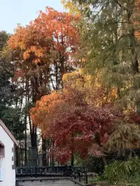 上海秋景封神!共青森林公園拍照真的絕了