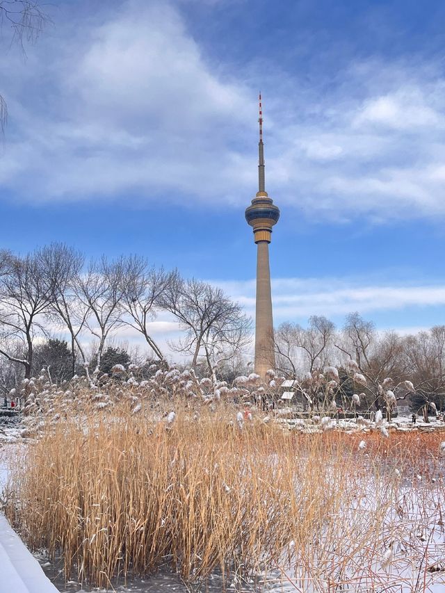 冬日限定雪景蘆葦打卡地