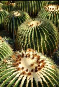 深圳仙湖植物園|遛娃寶藏地打卡賞花絕佳去處