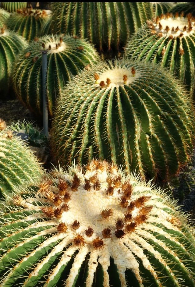 深圳仙湖植物園|遛娃寶藏地打卡賞花絕佳去處 深圳仙湖植物園|遛娃寶藏地打卡賞花絕佳去處