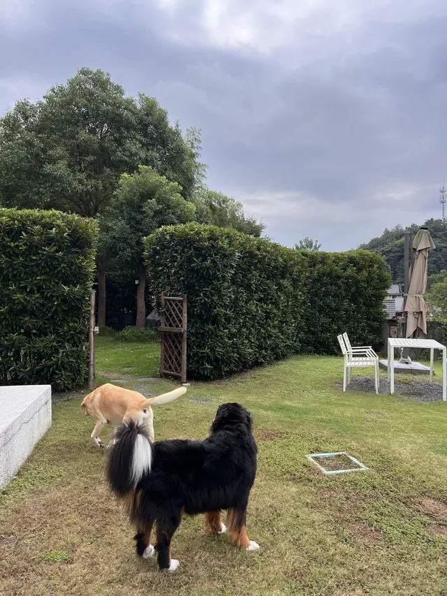 在莫干山見到了頂級的寵物友好 在莫干山見到了頂級的寵物友好