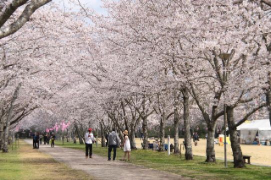 Chungwon Park: Night Cherry Blossoms and the Serenity of the Shinto Path