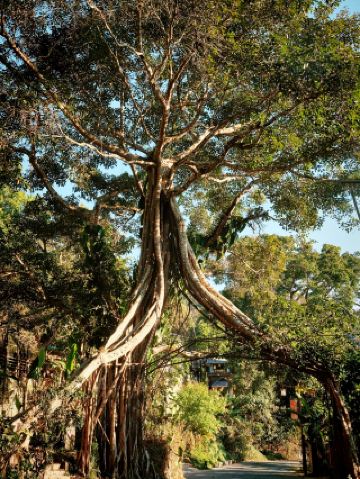 Jingmai Mountain | Once you're up the mountain, don't think about things outside.