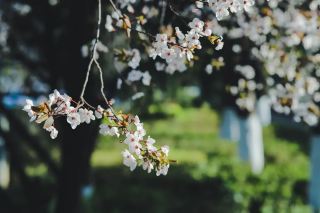 Changsha Qingming Holiday Event Summary