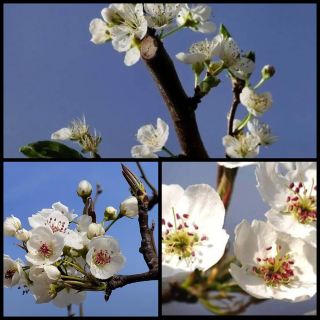 梨の花は雪のように、春のお茶は香りを含む