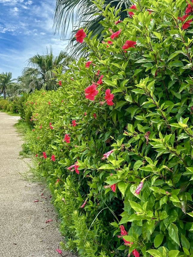 Explore Vibrant Okinawa City: Nature, Food & Scenic Ponds ☀️🌸🍣