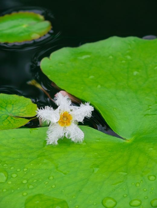 Nanjing | North Garden of Zhongshan Botanical Garden Aquatic Plant