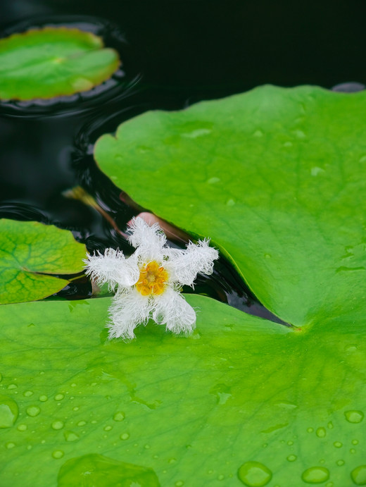 Nanjing | North Garden of Zhongshan Botanical Garden Aquatic Plant