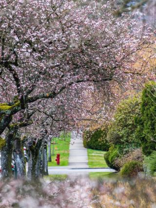 Vancouver’s hidden cherry blossom route that’s gone viral this
