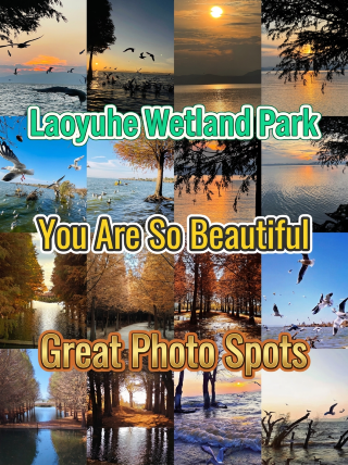 Kunming Laoyuhe guide｜A romantic date with dawn redwood and black-headed gull at sunset