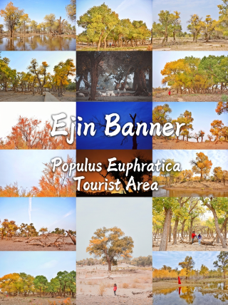 The ultimate guide to Ejina Populus euphratica forest, beautiful for only 20 days a year