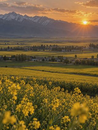 How to explore the Menyuan flower fields? A relaxed summer guide