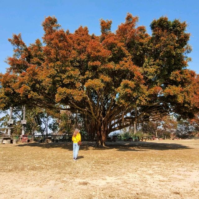 大棠千島湖(欣賞紅葉)