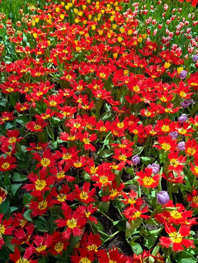 TulipMania @FlowerDome Gardens By The Bay