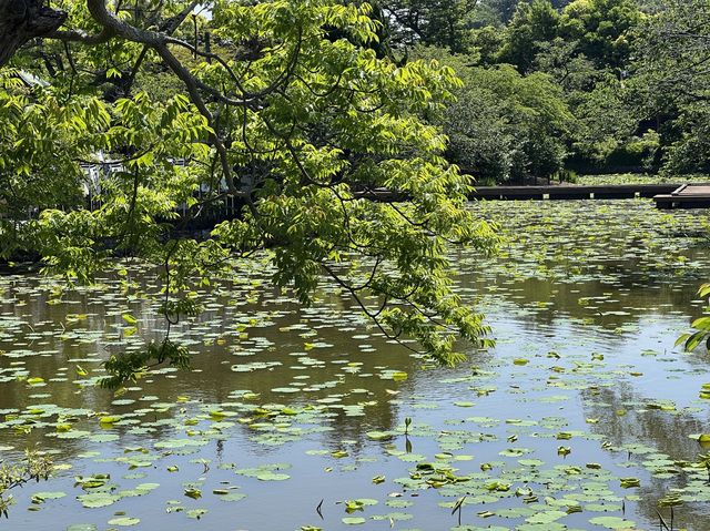 漫遊鎌倉｜小町通商店逛街採買、鶴岡八幡宮參拜