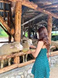 강릉에서 30분이면 갈 수 있는 대관령양떼목장🐑