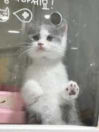 〖 韓国・明洞〗明洞の猫カフェが復活‼︎🐈　時間無制限でゆっくり過ごせます🙌🏻