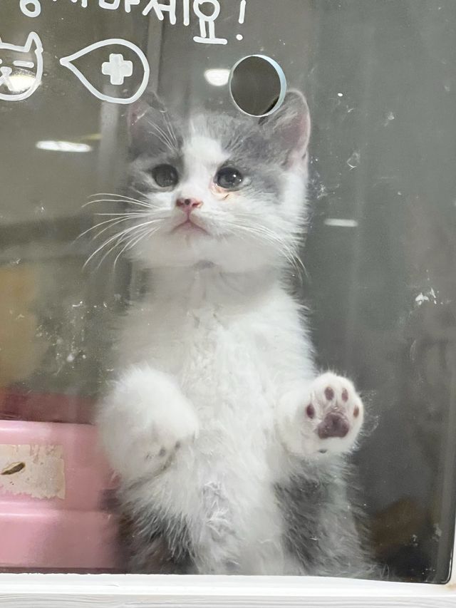 〖 韓国・明洞〗明洞の猫カフェが復活‼︎🐈　時間無制限でゆっくり過ごせます🙌🏻