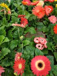 BLOOMING FLOWERS IN CAMERON HIGHLANDS!