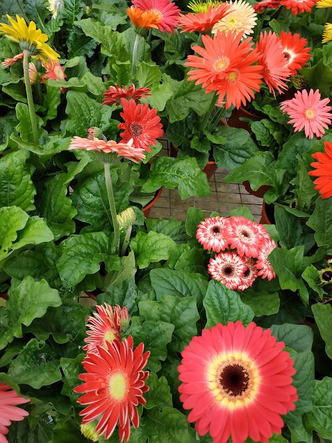 BLOOMING FLOWERS IN CAMERON HIGHLANDS!