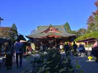日本最古の菊まつり 笠間稲荷神社