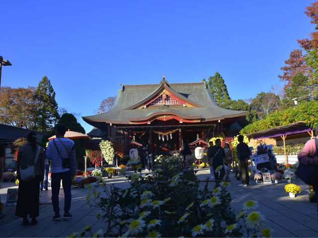 日本最古の菊まつり 笠間稲荷神社
