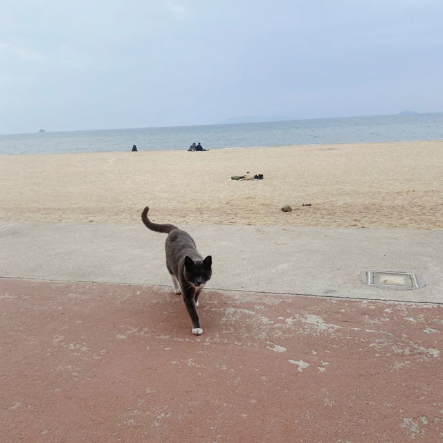당일치기 대부도 투어