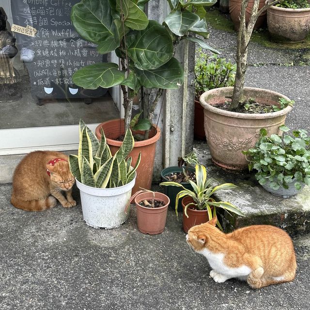 บ้านแมว Houtong Cat Village 🐈🐈‍⬛