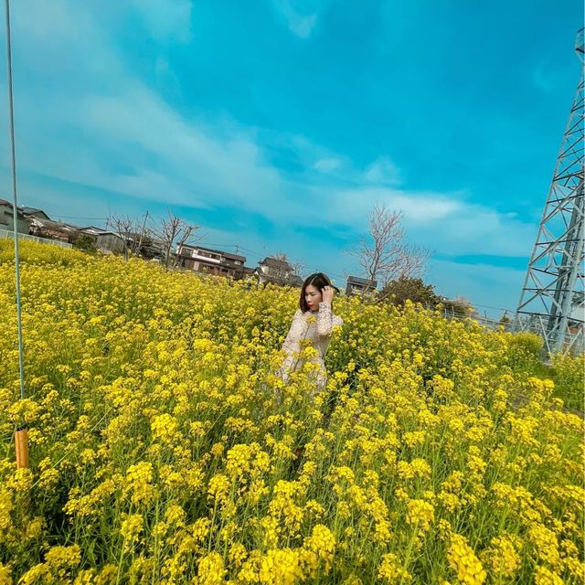 Mùa hoa cải Fukuoka