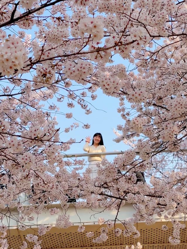 완전 만개한 핑크팝콘 천국🌸 #서울숲 