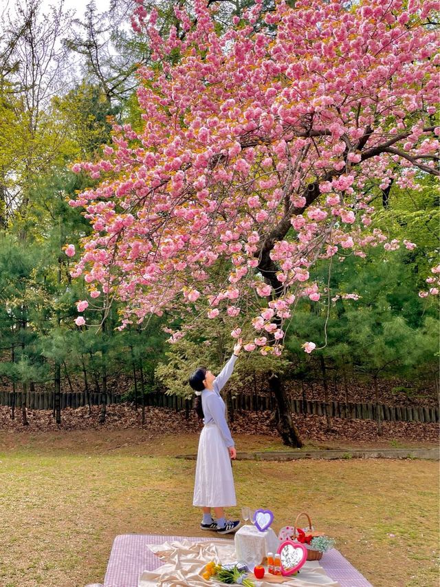 지금 서울에서 가장 예쁜 겹벚꽃 피크닉 스팟🌸