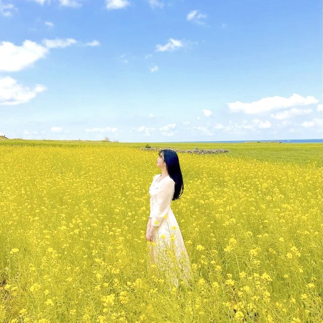 유채꽃과 청보리밭이 예쁜 제주 가파도💖