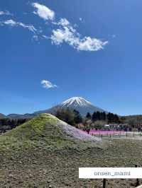 【山梨】富士山と桜が同時に見れる「富士芝桜まつり」🗻🌸