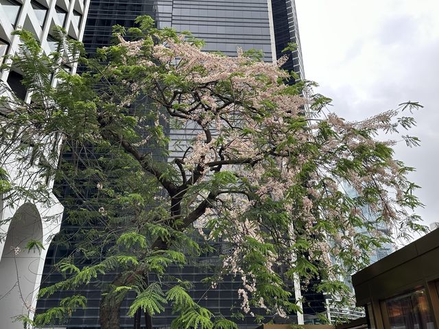 香港賞花 | 中環美利酒店古樹節果決明