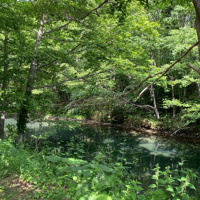神秘魅力！北海道鹿追町然別湖中的「湖中鐵軌」夏日探秘 