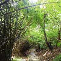 祕境溪流古道 ~ 狗慇勤古道
