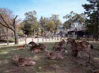 Spend a Day with Charming Deer of Nara Park