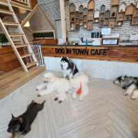 Dog In Town Ari - A lovely dog cafe