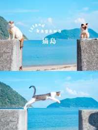 【香川】猫の島🏝️可愛い猫ちゃんと名言に癒される✨