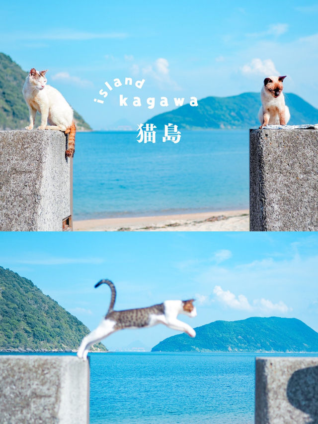 【香川】猫の島🏝️可愛い猫ちゃんと名言に癒される✨