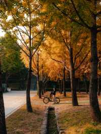 가을엔 서울숲을 꼭 들려보세요.🍁