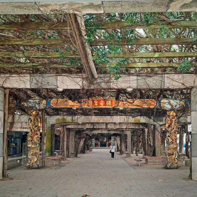 澎湖|通梁古榕，百年神木，見證歲月，尋訪台灣自然之美與文化底蘊的神奇旅程