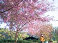 หนาวนี้...ไร่ชา 2000 ดอยอ่างขาง