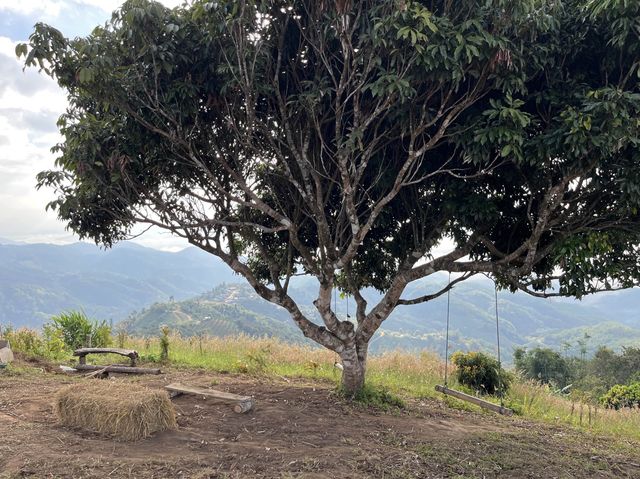 ลานกางเต้นท์ ยาป่ายาใจ 🏕️🌳@ดอยแหลม