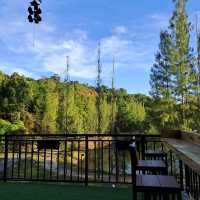 Coffee in farm Phuket