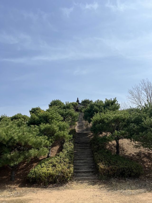 매화마을도 예쁘지만 동백꽃도 너무 예쁜 전남광양🌺