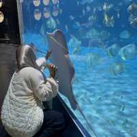 Aquarium Phuket 🐟🧜🏻‍♀️💦